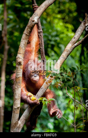 Young orangutan at Rasa Ria Nature Reserve, Kota Kinabalu, Sabah, Malaysia. Stock Photo