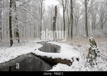 Snow covered swamp forest in the Lower Rhine Region. Winter in Meerbusch, Ilvericher Altrheinschlinge, Germany. Stock Photo