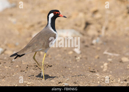 Red-wattled Lapwing (Vanellus indicus), adult standing on the ground, Qurayyat, Muscat Governorate, Oman Stock Photo