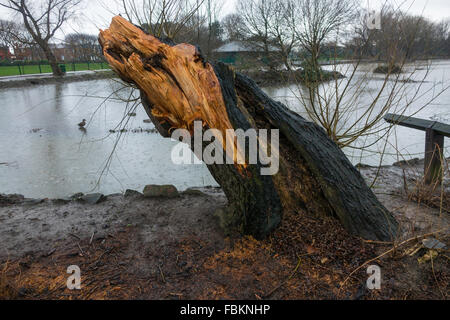 A lakeside mature Willow Tree felled by high winds Stock Photo