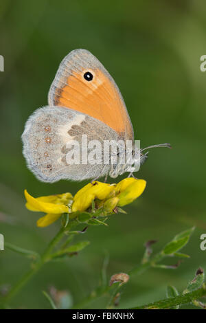 Small Heath (Coenonympha pamphilus) butterfly on a yellow Trifolium flower Stock Photo