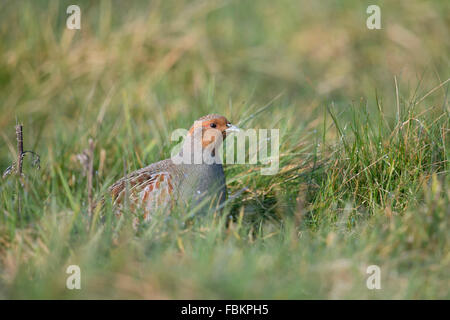 Grey partridge / Rebhuhn ( Perdix perdix ) sitting, hiding in wet grass, wildlife, Germany. Stock Photo