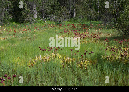 marshy clearing in an alpine forest dominated by non-native Purple Pitcher Plants (Sarracenia purpurea) Stock Photo