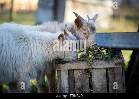 Two baby goats eating hay from a wooden box Stock Photo