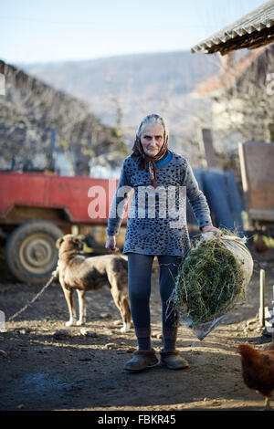 Senior woman farmer carrying a pile of hay to feed animals Stock Photo