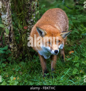 Watchful Fox (Canidae Vulpini ) Berkshire UK Stock Photo