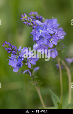 Spiked Speedwell (Veronica spicata) Stock Photo