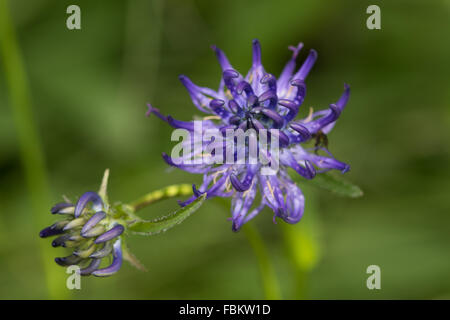 Round-headed Rampion (Phyteuma orbiculare) flower Stock Photo