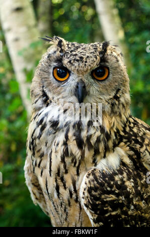 Bengal Eagle Owl Portrait Stock Photo