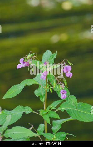 Himalayan balsam (Impatiens glandulifera)
