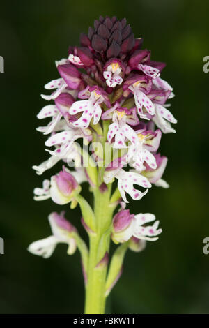 Burnt Orchid (Orchis ustulata) flower Stock Photo