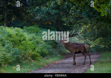 Red Deer, Wollaton Park, Nottingham As the autumnal rut begins the males walk around looking for females & other stags to fight Stock Photo