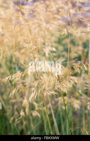 Stipa gigantea in an herbaceous border. Stock Photo