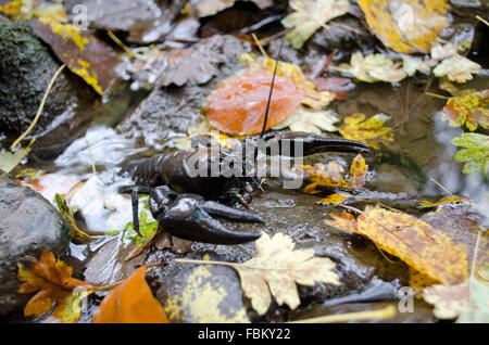 Signal Crayfish on leaves Stock Photo