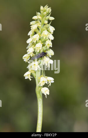 Small White Orchid (Pseudorchis albida) flower being visited by a fly Stock Photo