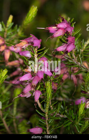 Erica carnea (Alpine Heath) flowers Stock Photo