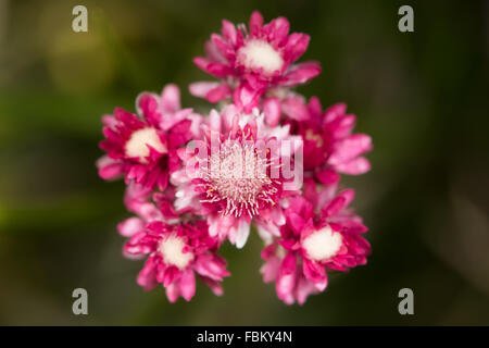 Mountain Everlasting (Antennaria dioica) flower Stock Photo