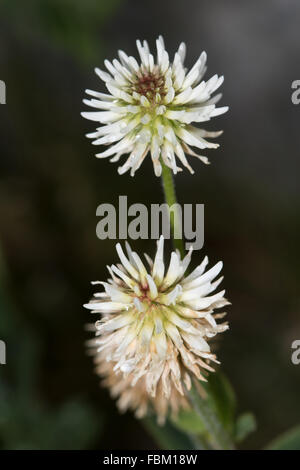 Mountain Clover (Trifolium montanum) flowers Stock Photo