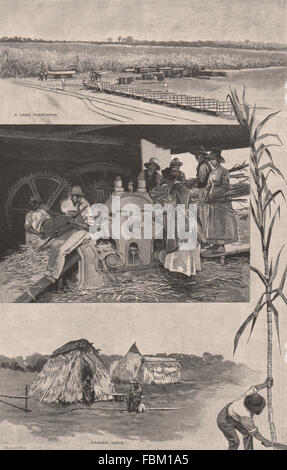 QUEENSLAND SUGAR INDUSTRY near Mackay. Cane Plantation. Kanaka Huts, 1888 Stock Photo