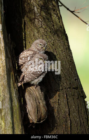 Two cute fledglings of Little Owl ( Athene noctua ) sits together in an old tree relaxing in the morning sun, wildlife, Germany. Stock Photo