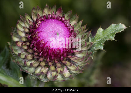 Scotch Thistle (Onopordum acanthium) Stock Photo