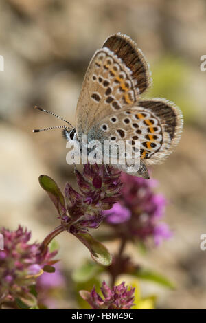 Idas Blue (Plebejus idas) resting on a flower head Stock Photo