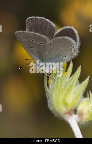 Small Blue (Cupido minimus) resting on a flower Stock Photo