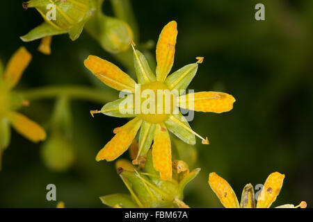yellow mountain saxifrage (Saxifraga aizoides) flowers Stock Photo