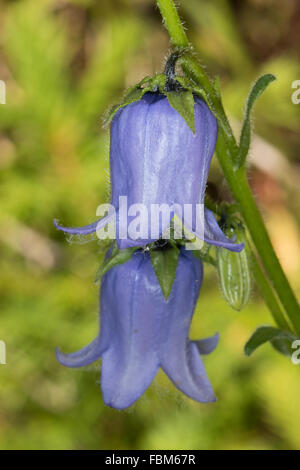 Bearded Bellflower (Campanula barbata) Stock Photo