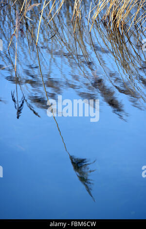Reflection of reed in water Stock Photo - Alamy