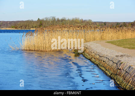 Reeds and ice line this corner of a hiking trail in Karlskrona, Sweden. Open sea in background and part of the trail to the righ Stock Photo