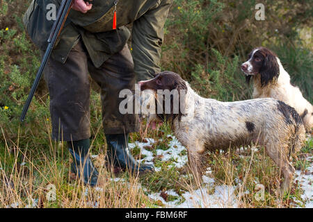 english springer spaniel retrieving a woodcock Stock Photo