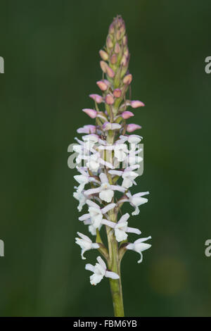 Fragrant Orchid (Gymnadenia conopsea) flower Stock Photo