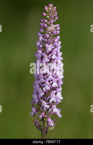 Fragrant Orchid (Gymnadenia conopsea) flower Stock Photo