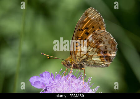 Lesser Marbled Fritillary (Brenthis ino) feeding on a Field Scabious (Knautia arvensis) flower Stock Photo