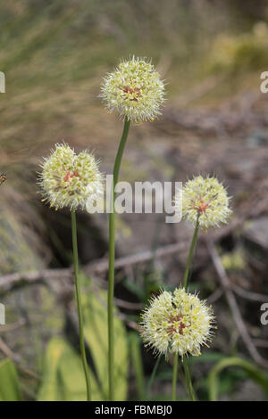 Allium victorialis (Alpine Leek or Victory Onion) flowers Stock Photo