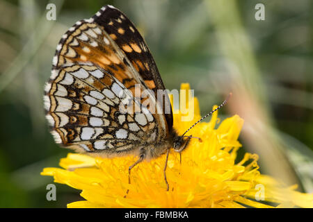 False Heath Fritillary (Melitaea diamina) Stock Photo