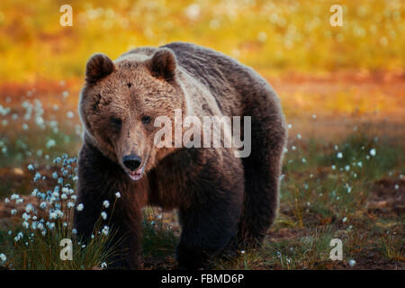 Brown bear in forest, Finland Stock Photo