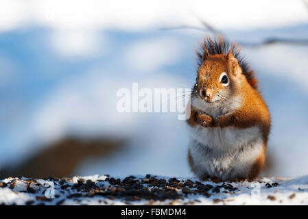 Red Squirrel Is Standing In Snow Holding Dynamite With Great Tit Flying 