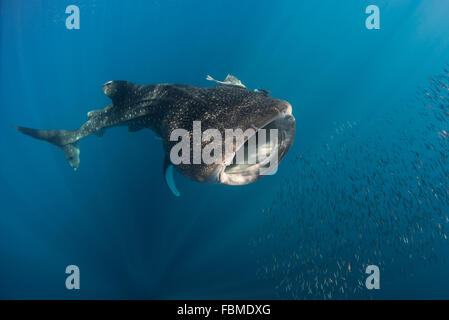 Whale shark hunting fish, Cenderawasih Bay, Papua, Indonesia Stock Photo