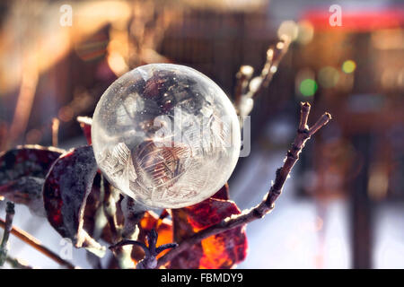 Frozen Soap Bubble on the branches of a tree Stock Photo