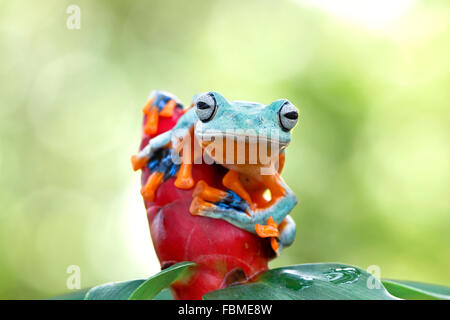 Javan gliding tree frog on a flower bud, Australia Stock Photo