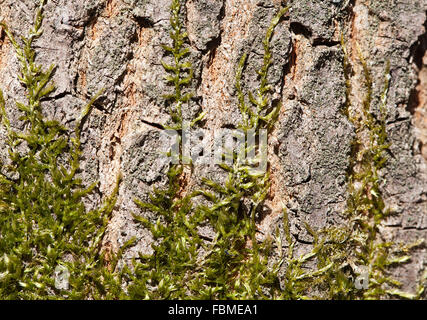 Moss covering tree bark in the sunlight Stock Photo