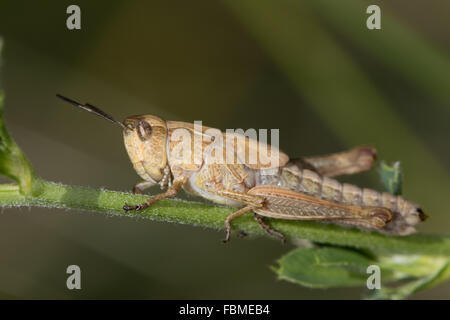 Meadow Grasshopper (Chorthippus parallelus) Stock Photo