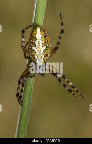 female Oak Spider (Aculepeira ceropegia) Stock Photo