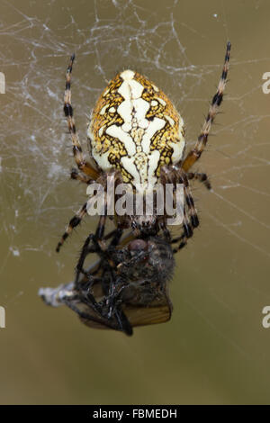 female Oak Spider (Aculepeira ceropegia) eating a fly captured in its web Stock Photo