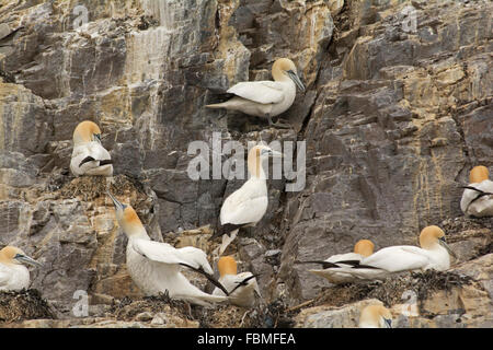 Gannets breeding on the cliff face on Bass Rock, Scotland Stock Photo