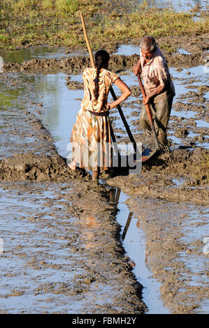 Sri Lankans preparing the Paddy field Stock Photo