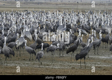 Mixed flock Hooded Crane and White-naped Crane feeding Japan Stock Photo