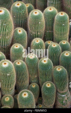 Parodia leninghausii. Yellow Tower Cactus Stock Photo